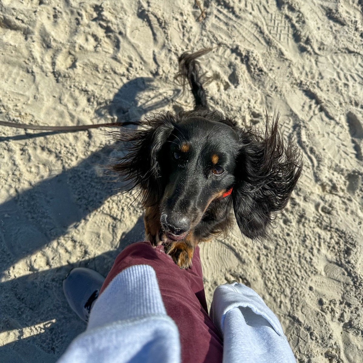 Wally on the Cape sand